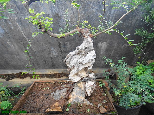 DSC01623.JPG