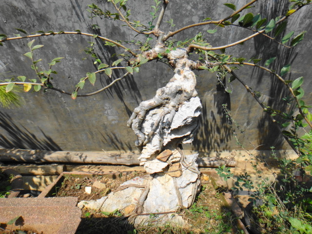 DSC04275.JPG