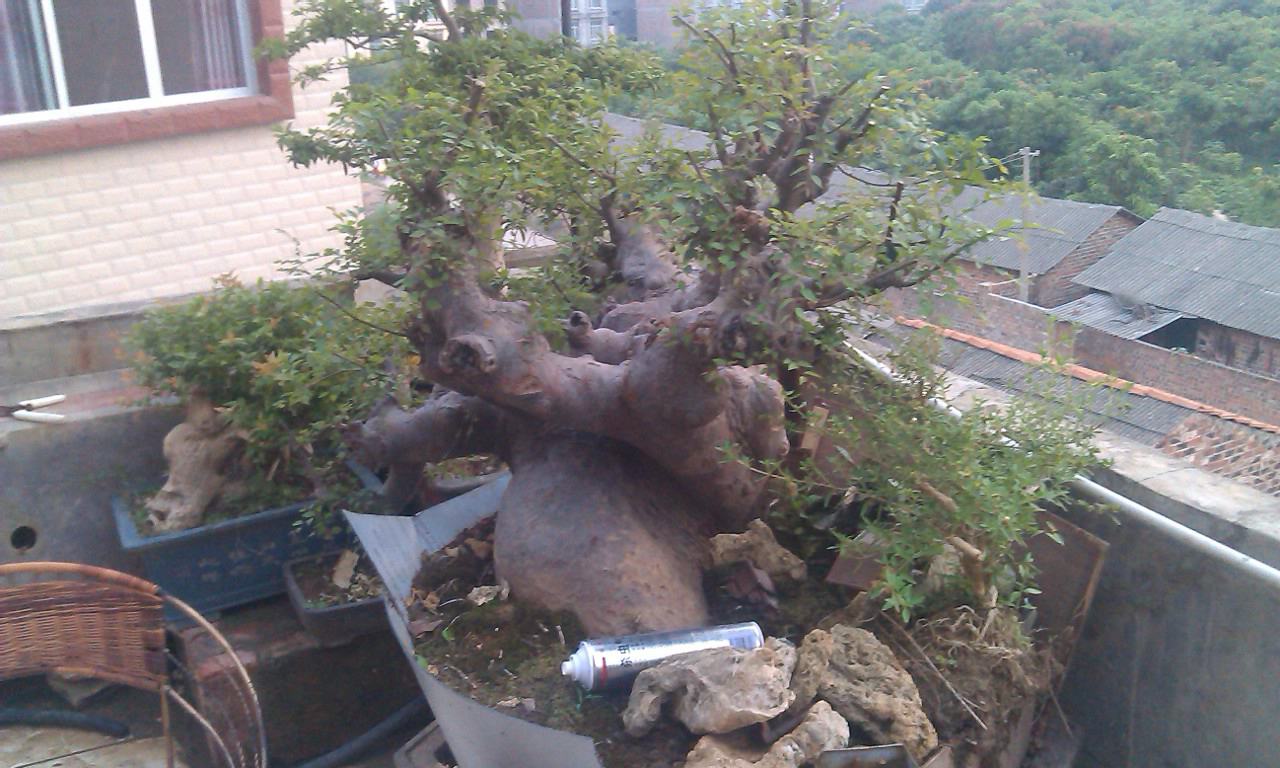 IMAG2533_.jpg