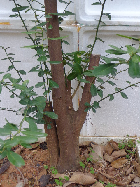 DSC02244.JPG