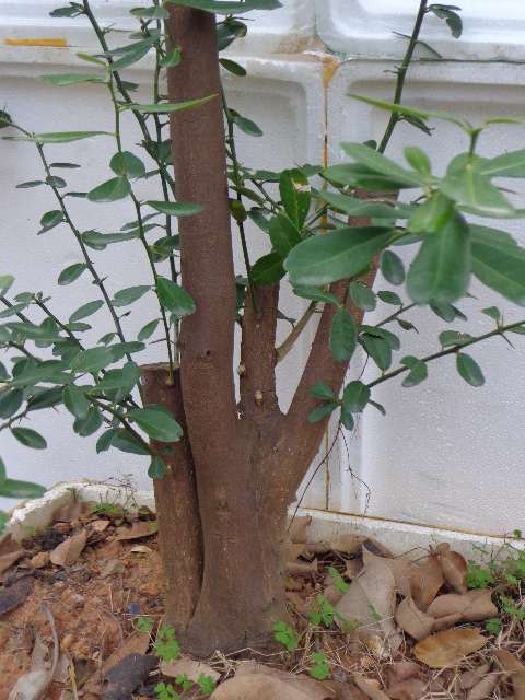 DSC02245.JPG