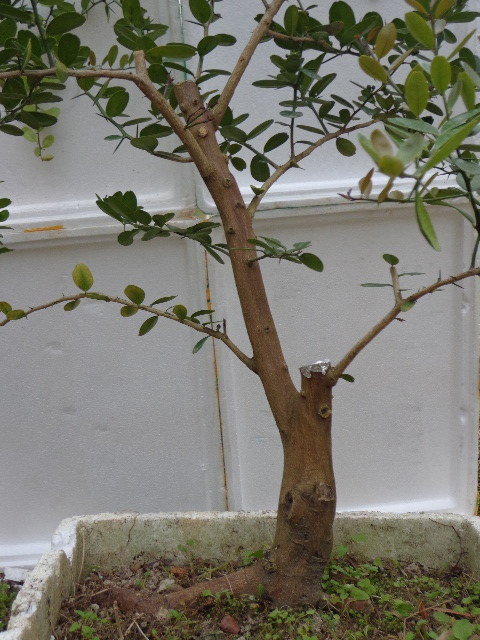 DSC02248.JPG