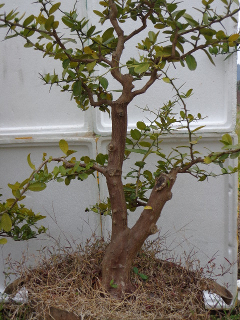 DSC02251.JPG
