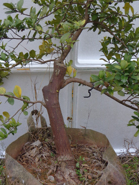 DSC02252.JPG