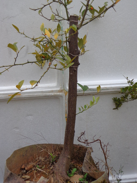 DSC02253.JPG