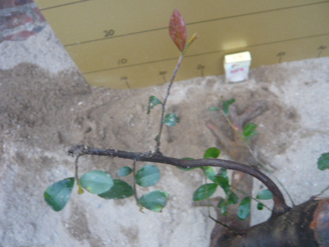 P1030633.JPG
