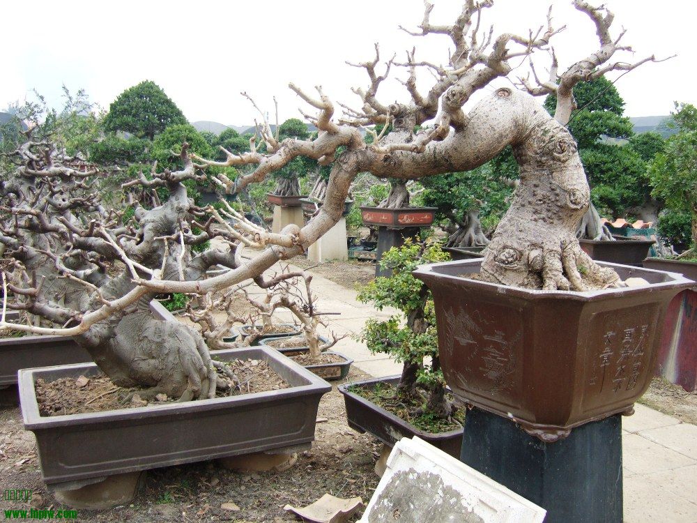 DSCF4812.JPG