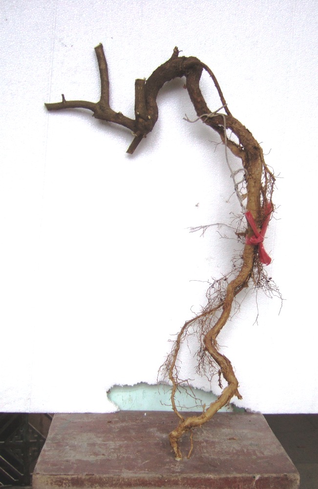 DSCF5247.JPG