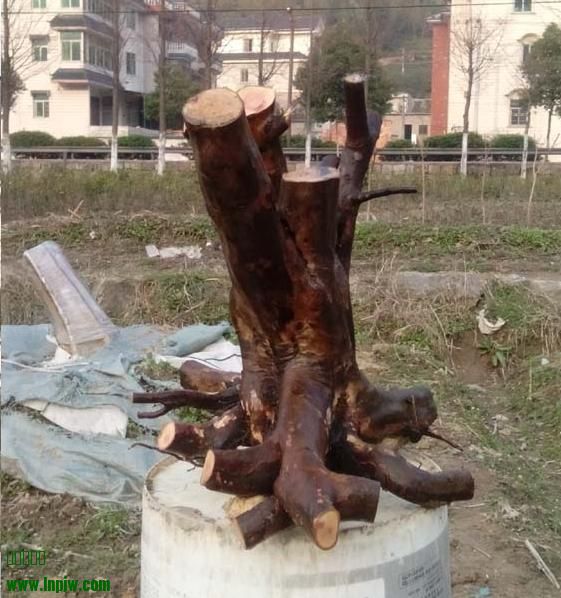 ȸ2.jpg