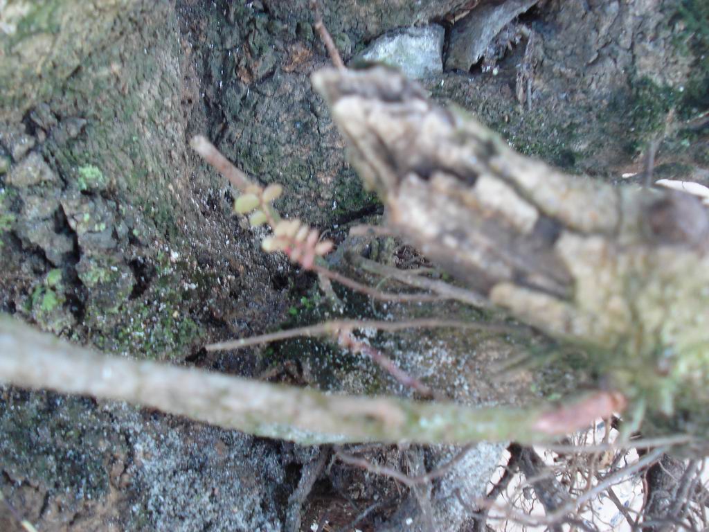 С DSC01840.JPG