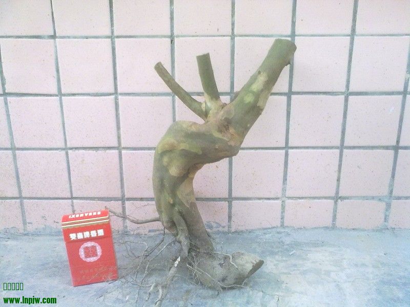 Ƭ4576.jpg