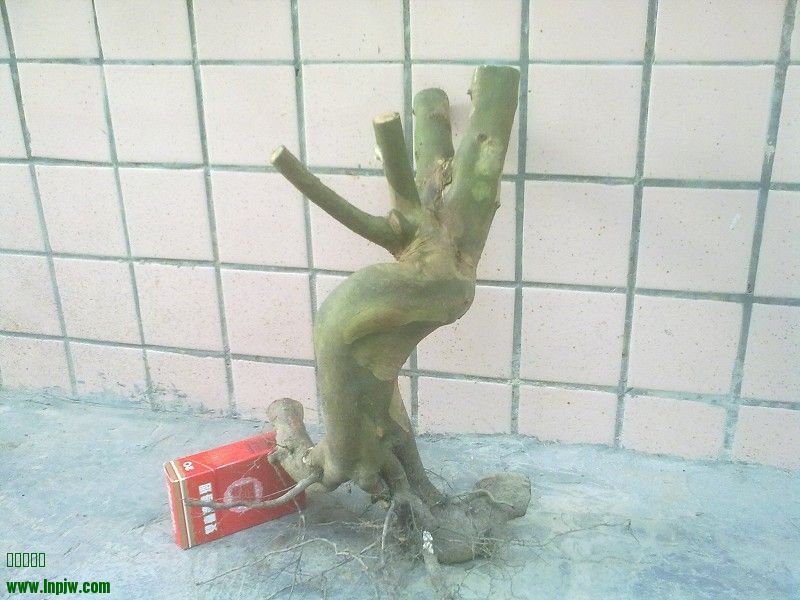 Ƭ4577.jpg