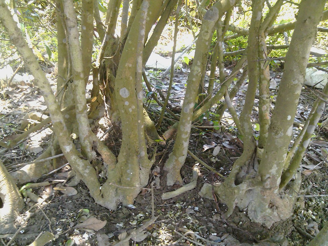 IMG_20130511_124424.jpg