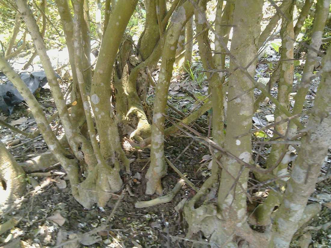 IMG_20130511_124438.jpg