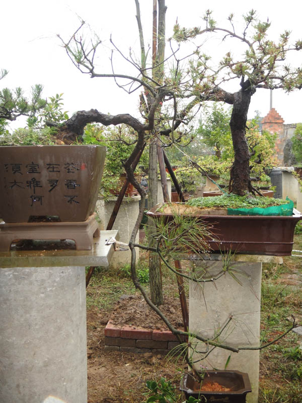 DSC07988.JPG