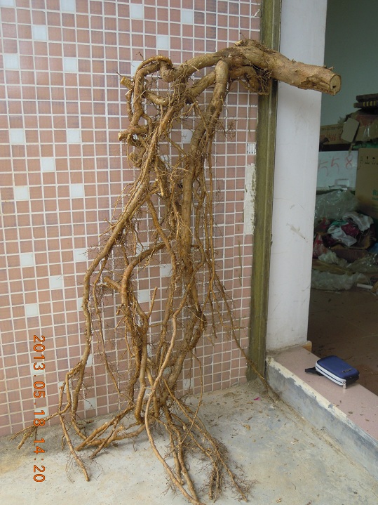DSCN0093.JPG