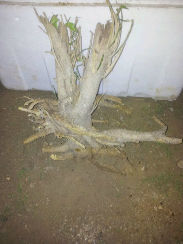 psb[8].jpg