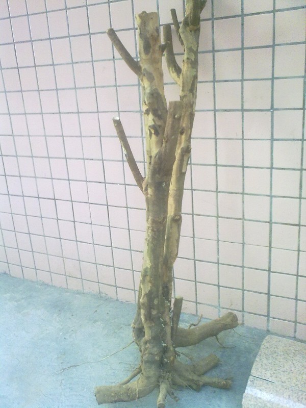 Ƭ4597.jpg