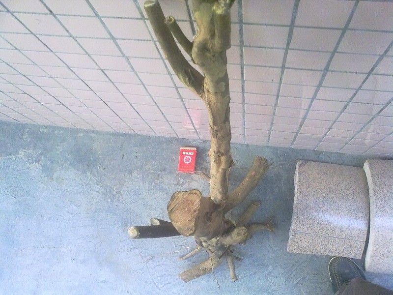 Ƭ4598.jpg