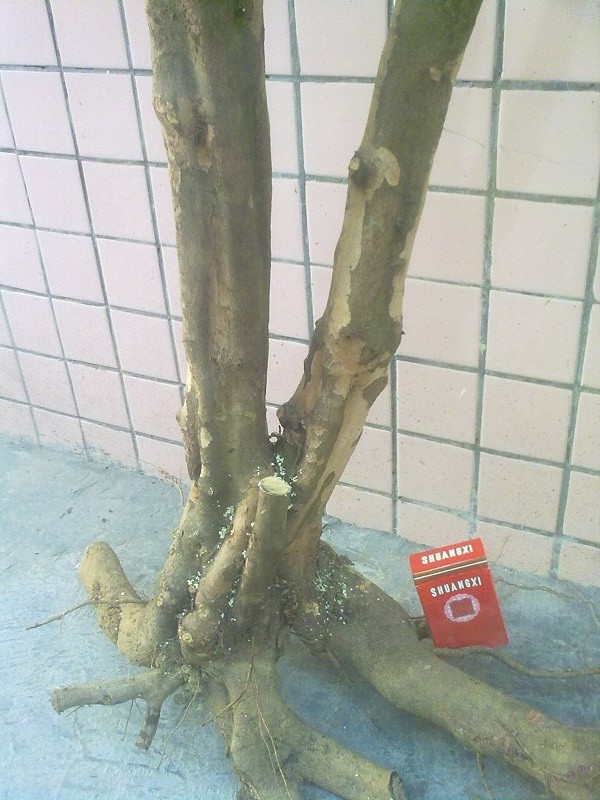 Ƭ4599.jpg