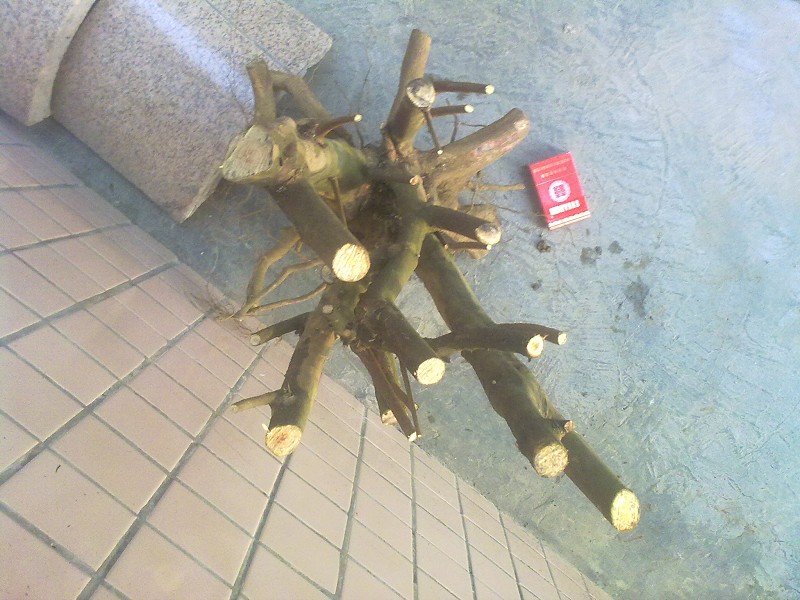 Ƭ4604.jpg