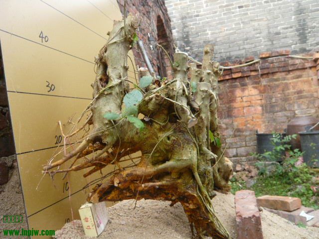 P1030676.JPG