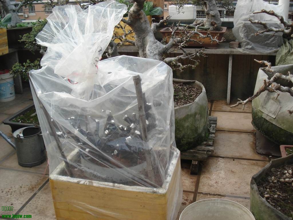 С DSC01906.JPG