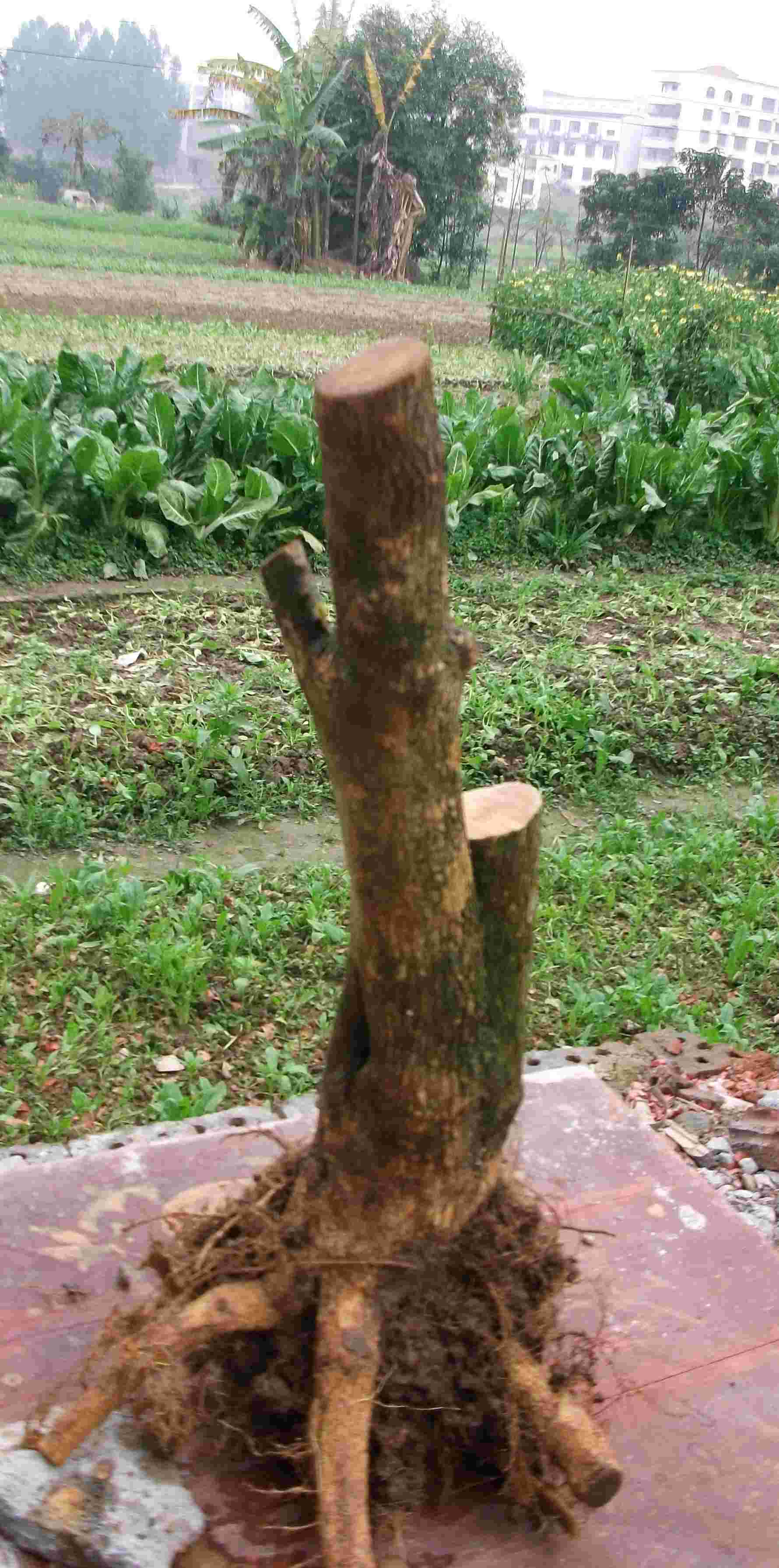 DSCF0324.JPG