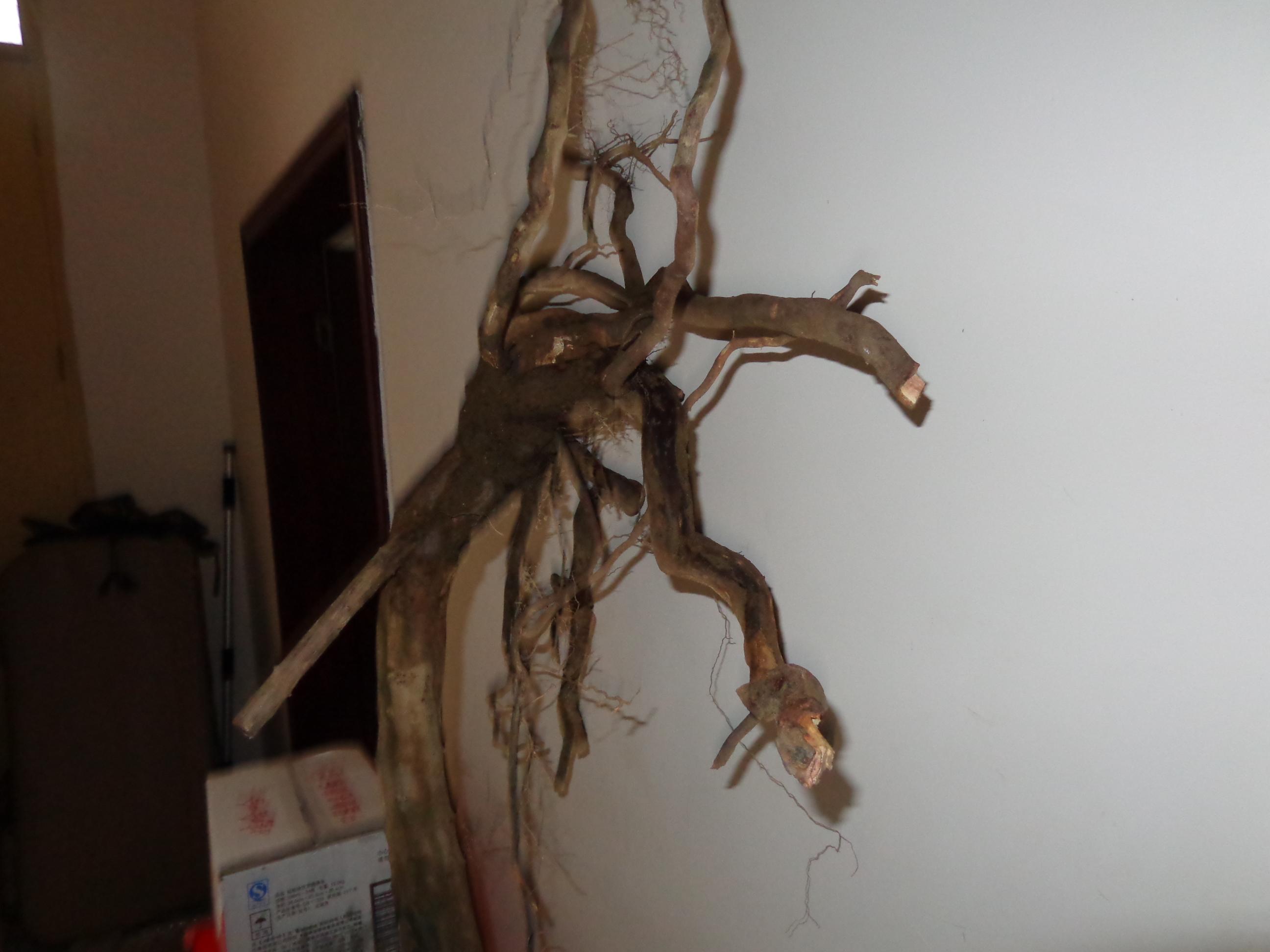 DSC01095.JPG