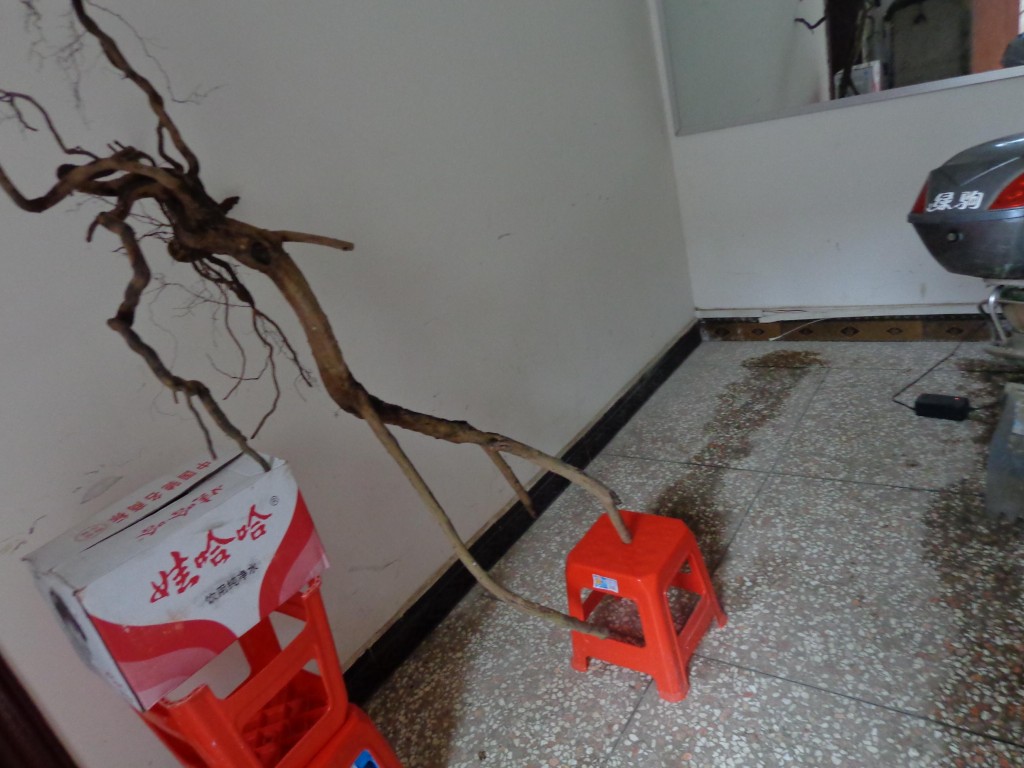 DSC01091~1.jpg