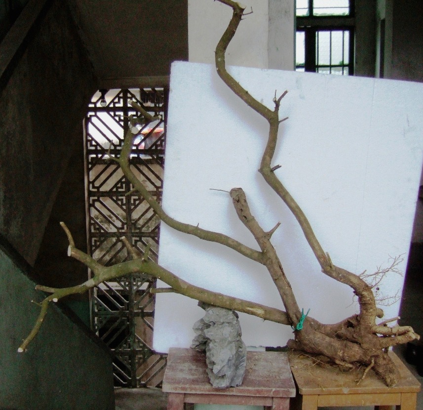 DSCF5252.JPG