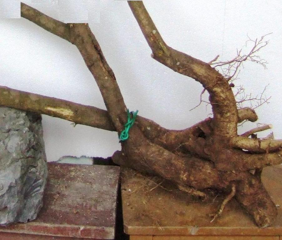 DSCF5253.JPG