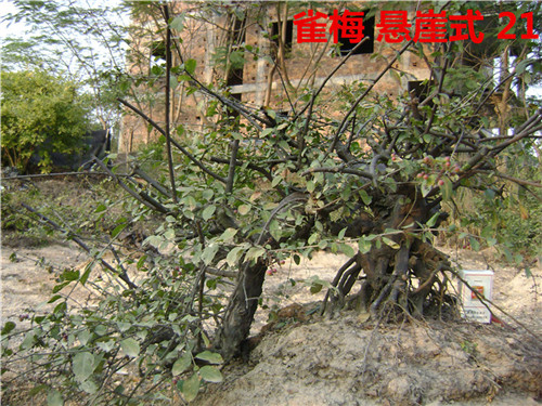 DSC04235_.jpg