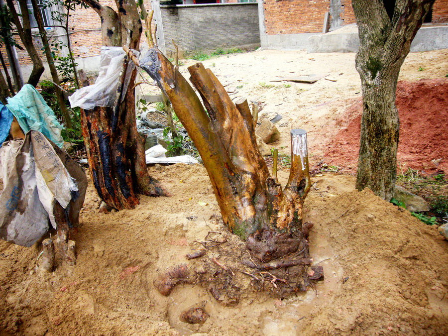 P1030347.JPG