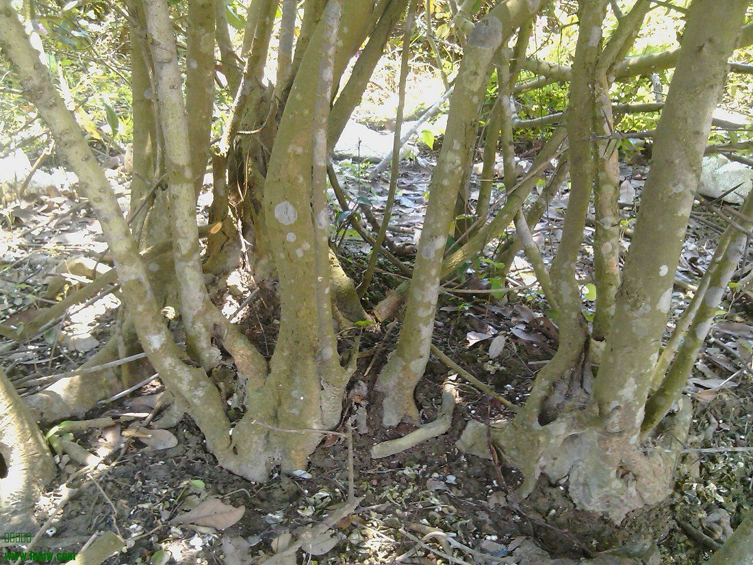 IMG_20130511_124424.jpg