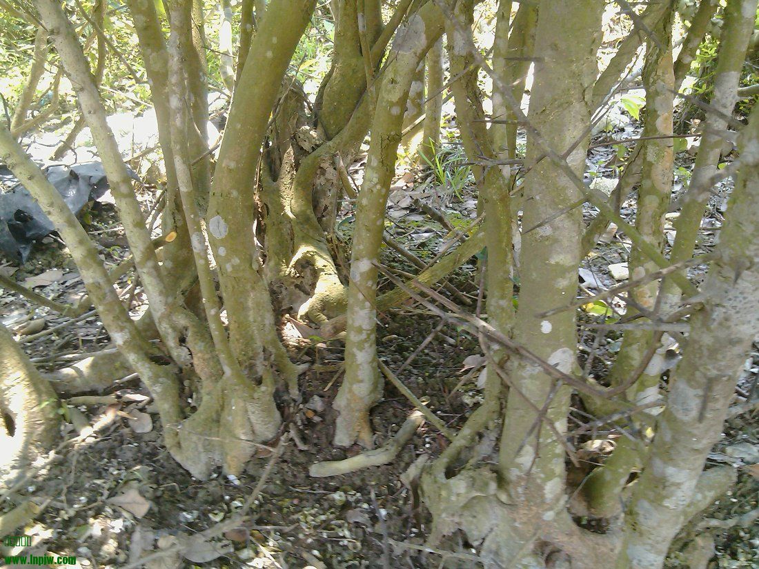 IMG_20130511_124438.jpg