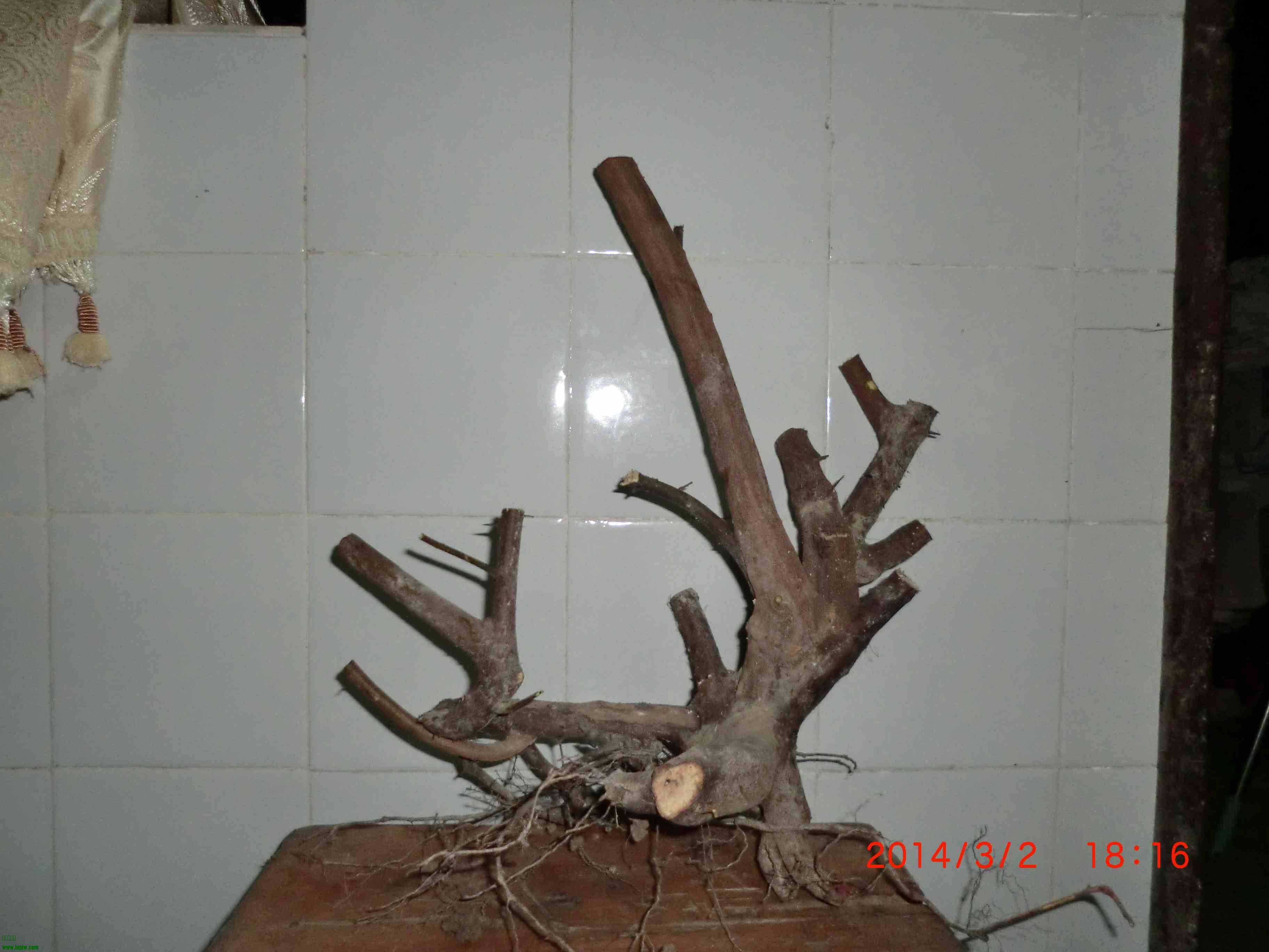 CIMG0975.JPG