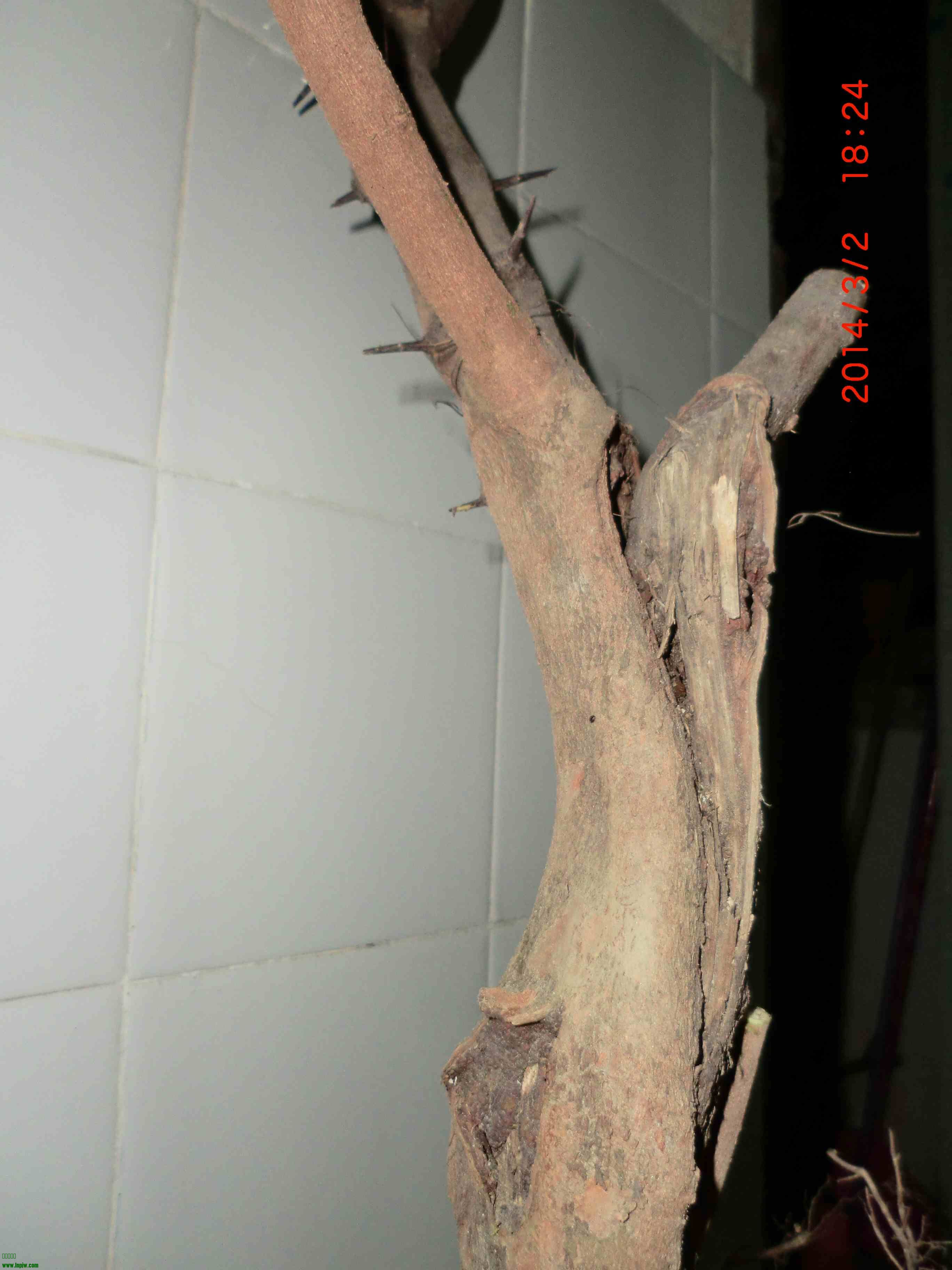 CIMG0992.JPG