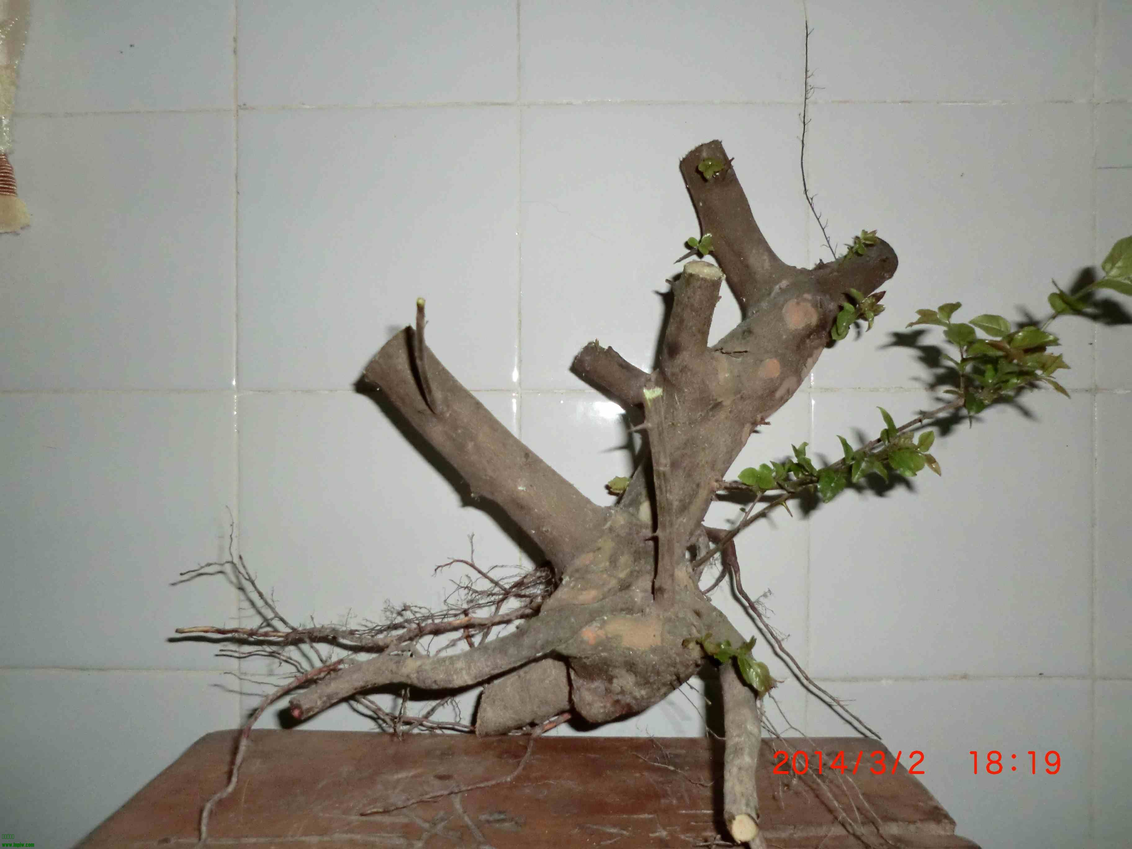 CIMG0981.JPG