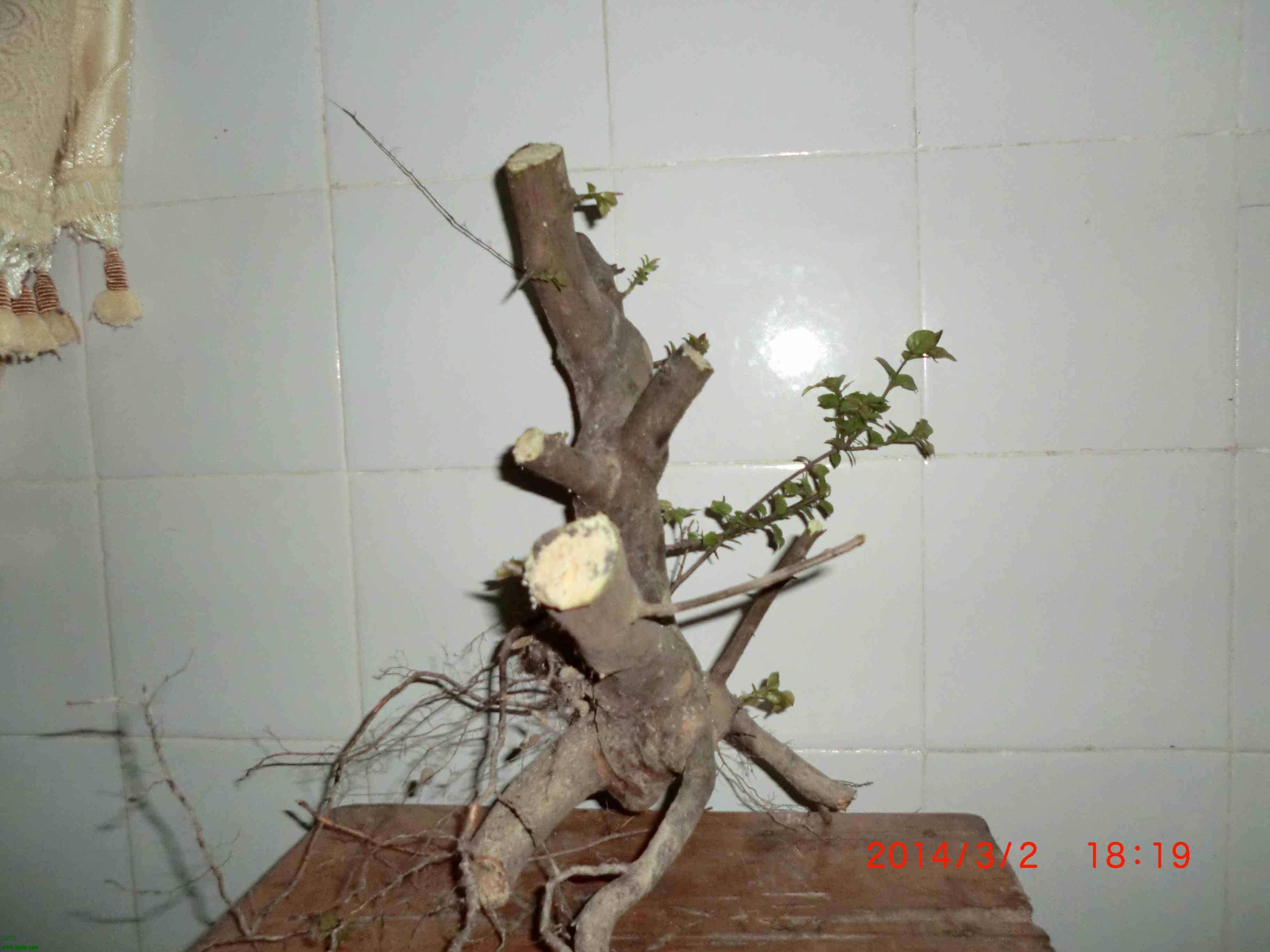 CIMG0982.JPG