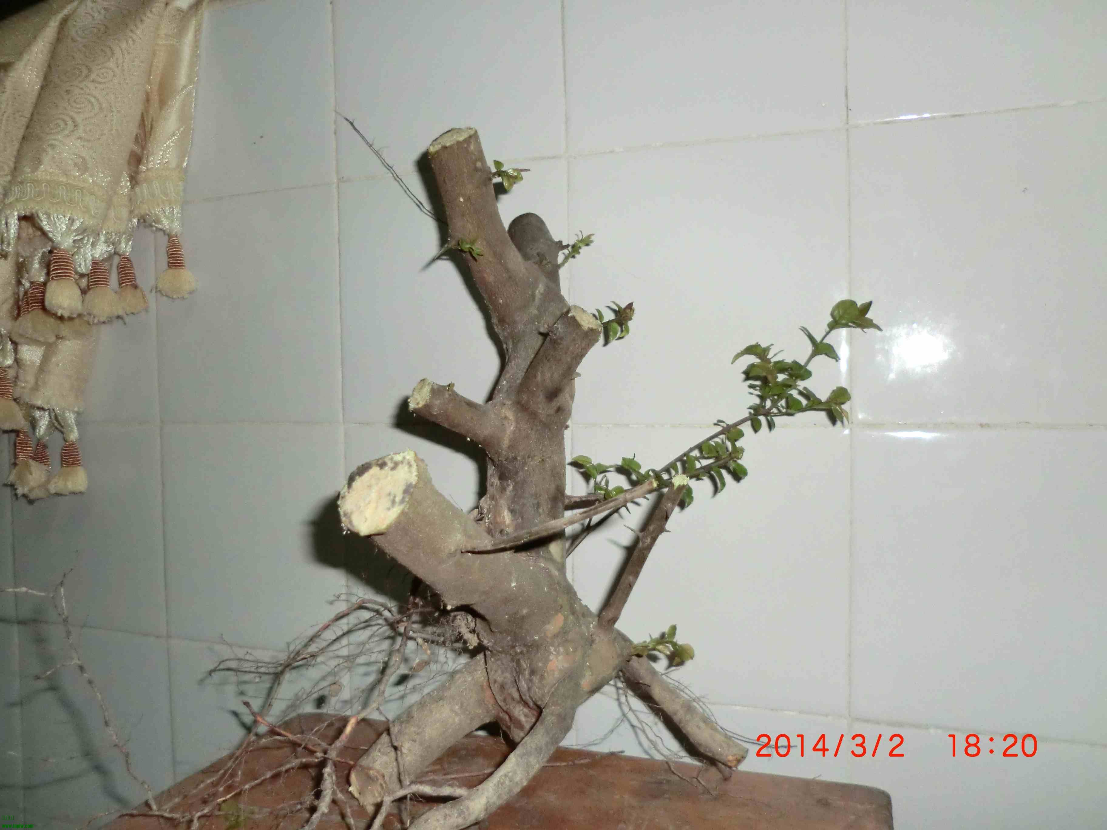 CIMG0983.JPG