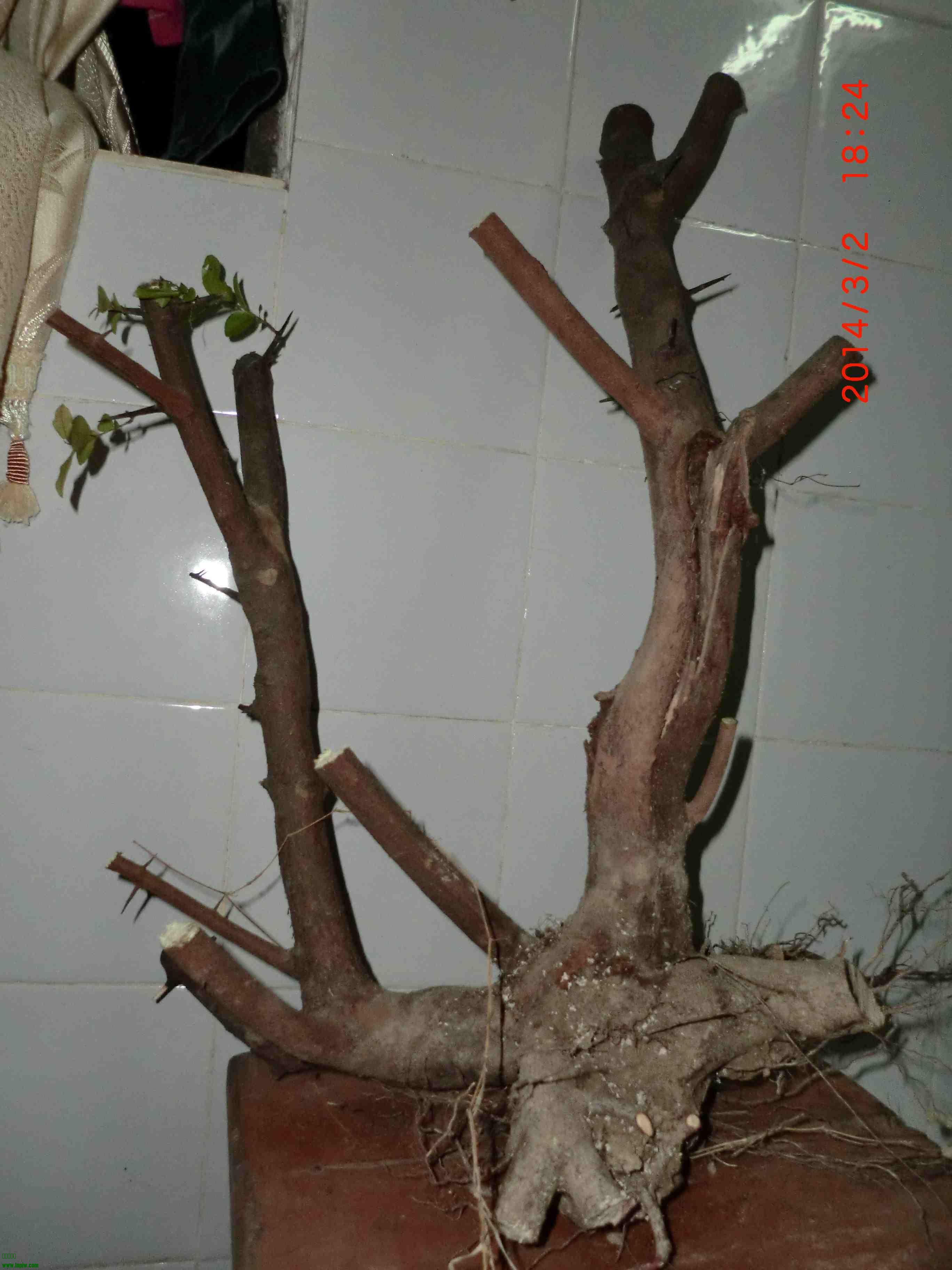 CIMG0990.JPG