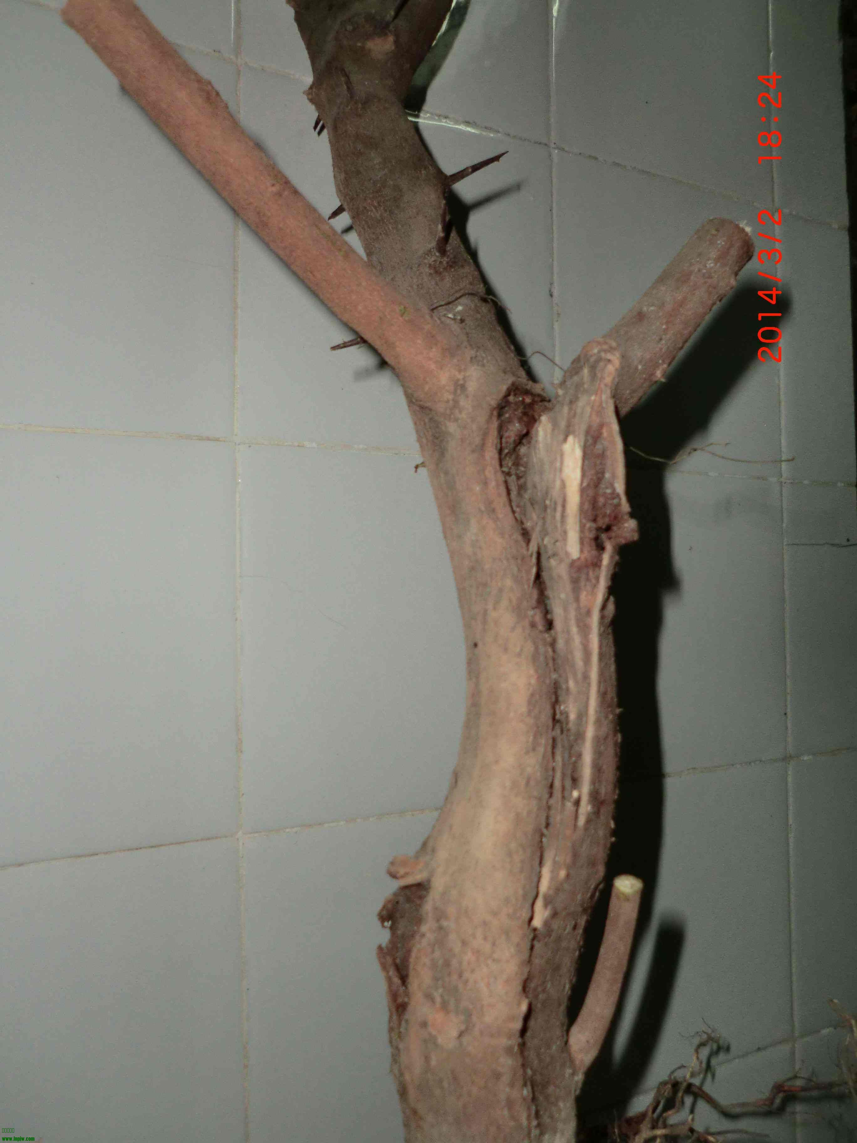 CIMG0991.JPG