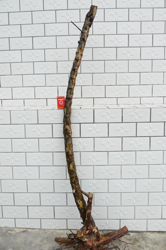 2.JPG