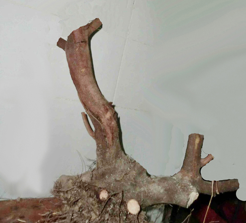 021135kpa9jxo4pyypqx9p.jpg.thumb.jpg