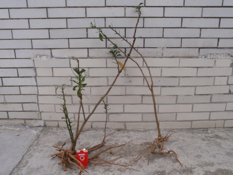 P3030006_С.JPG