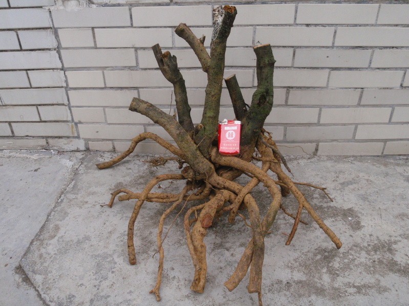 P3030009_С.JPG