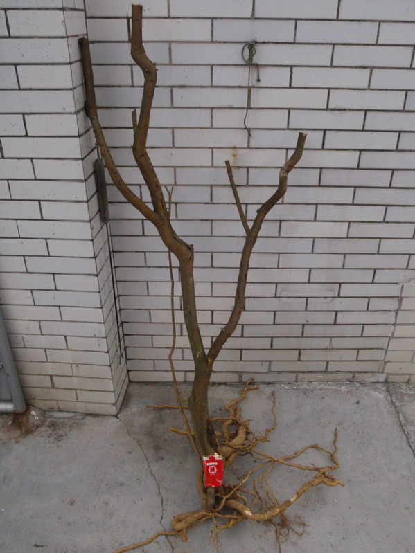 P3030010_С.jpg