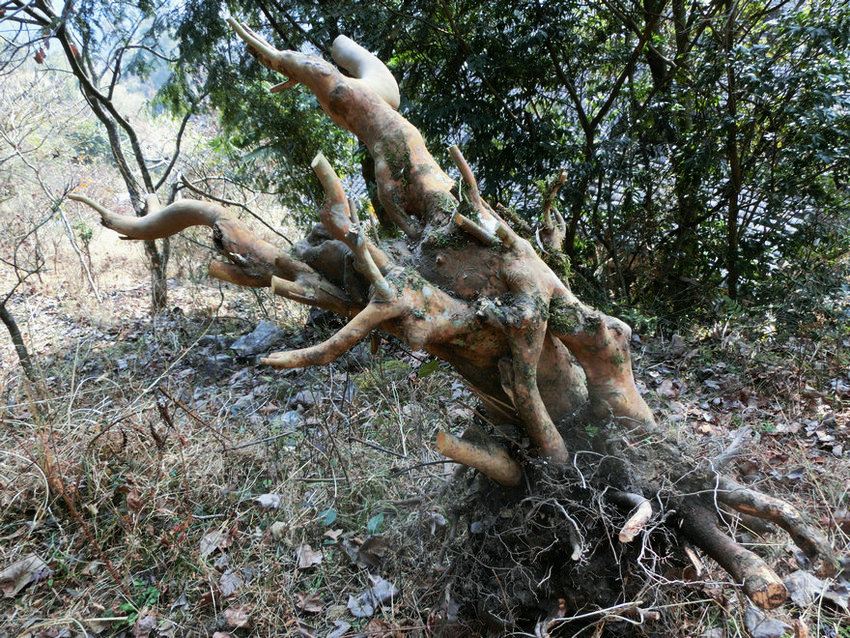 CIMG0444.JPG