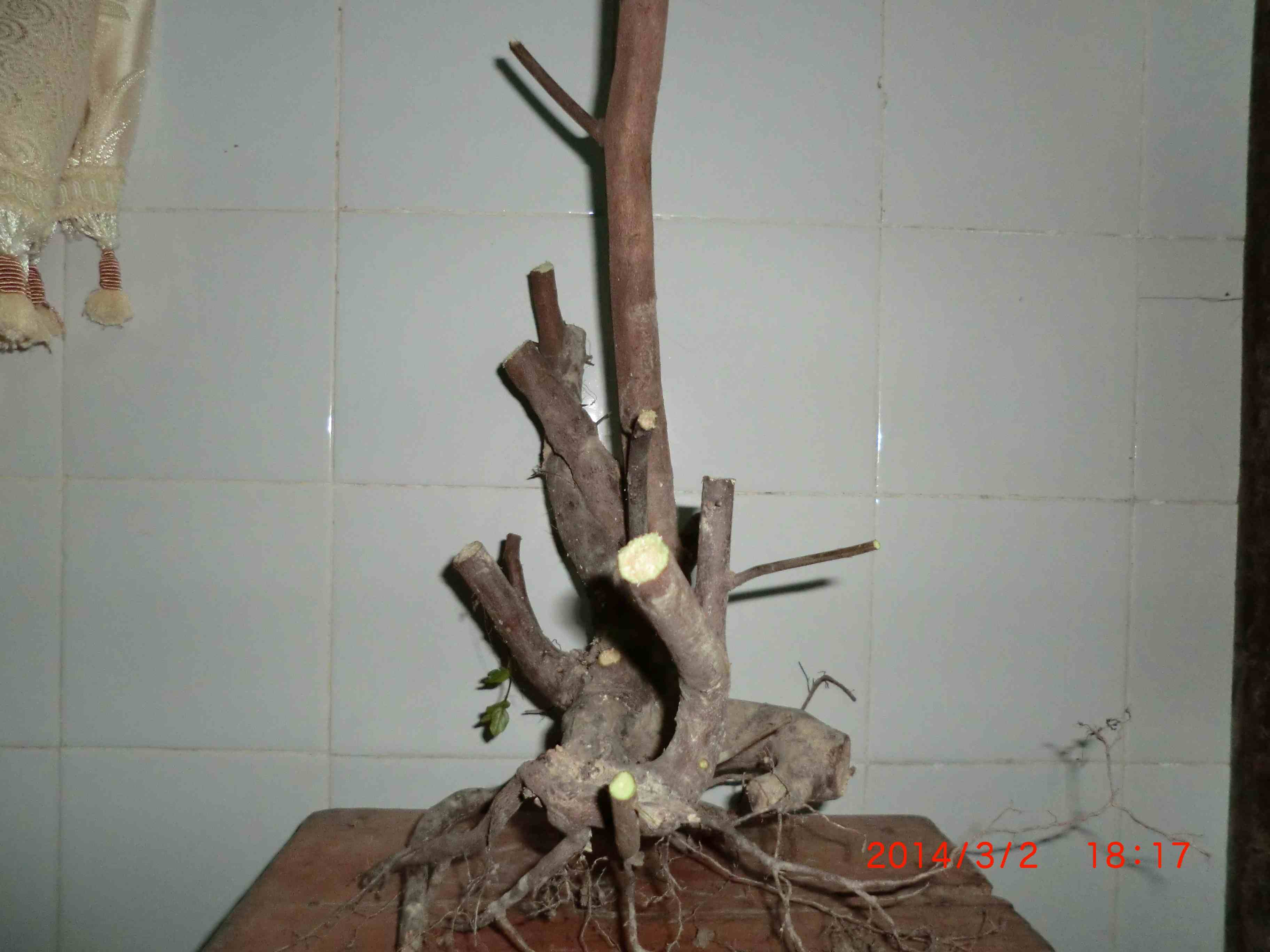 CIMG0977.JPG